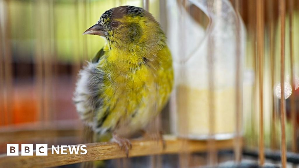 Catching the hunters trapping rare songbirds