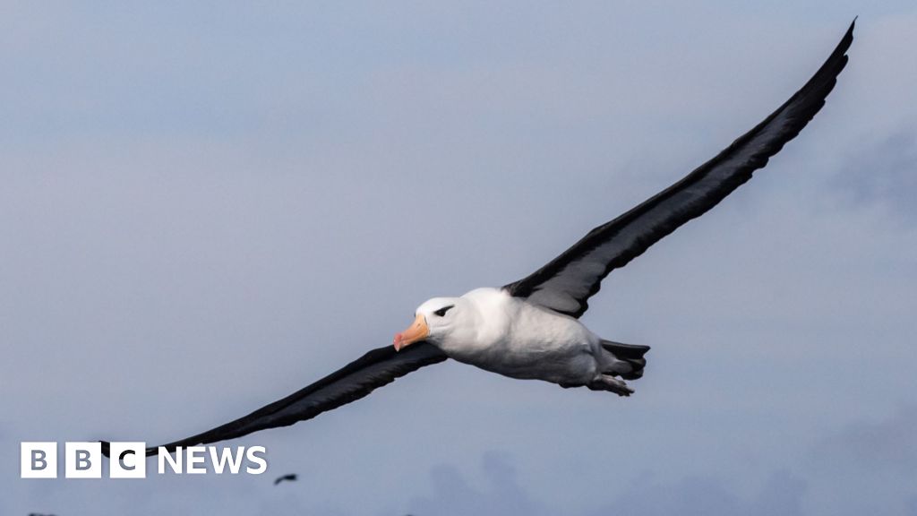 Saving South Africa’s threatened albatross from lethal fishing lines