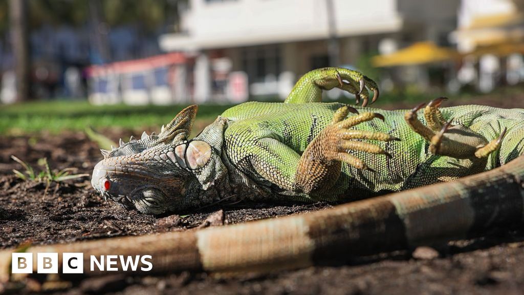 Florida iguanas are ‘cold stunned’ and falling from trees